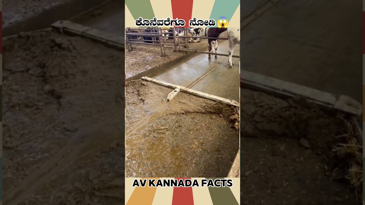 Cow Form Cleaning Machine Fact | 