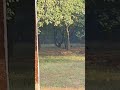 man mohak nature video