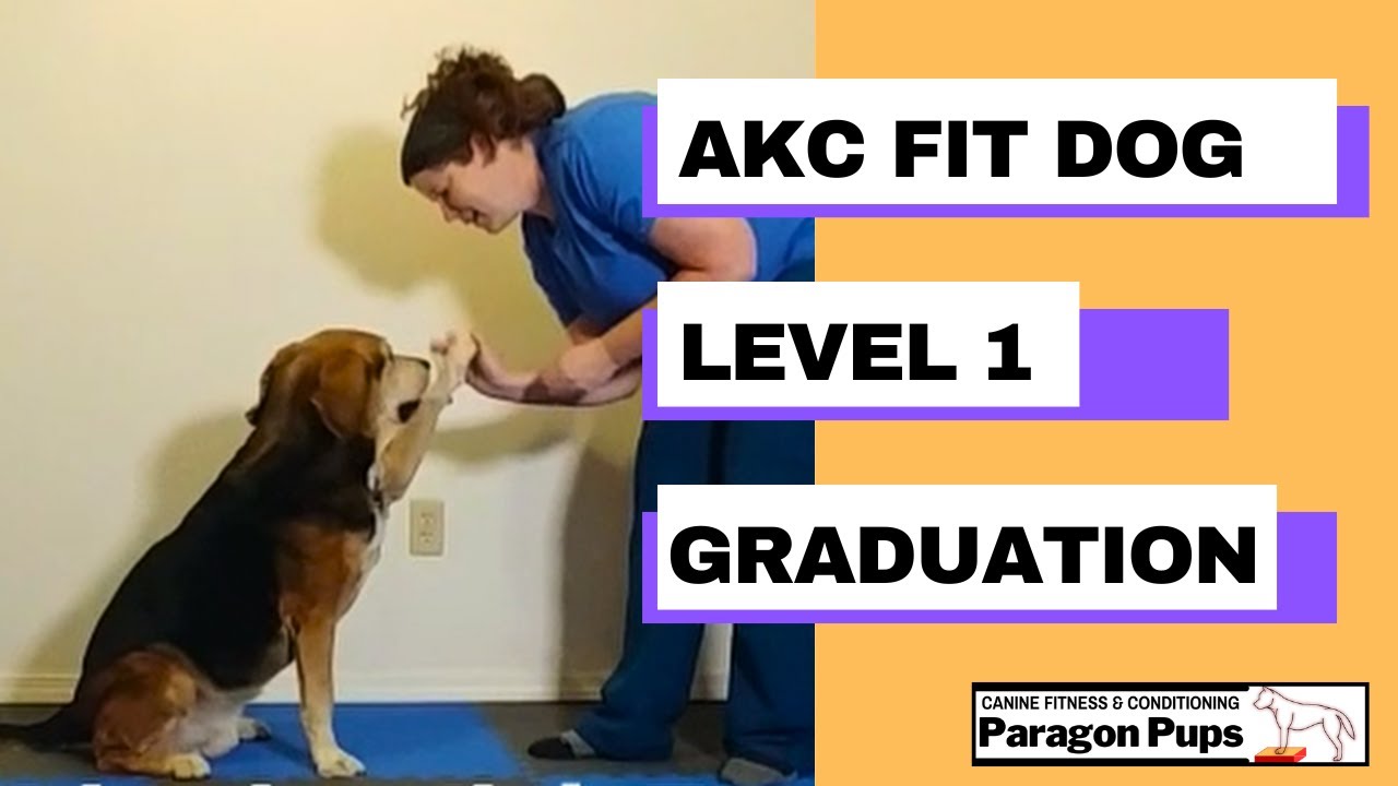 akc-fit-dog-1-graduation-youtube