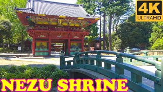 Nezu Shrine, Tokyo in 4K - 根津神社 - Japan As It Truly Is