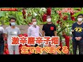 芥川農園さんの‼️生唐辛子を‼️食べまくる‼️探偵！ナイトスク-0で出た農園‼️