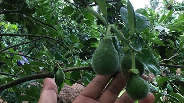 Bưởi ruby- nguyên nhân và cách xử lý khi bị nhẫn đắng