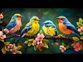 Soothing Piano Bird Sounds For Stress Relief No Ads Boost Your Mood Calm Your Soul Inner Peace 