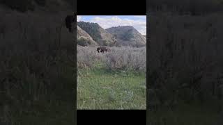 Theodore Roosevelt NP hike; 11.4 mile loop