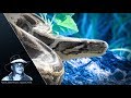 Alert Pythons 01 Footage