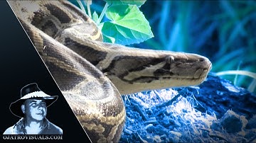 Alert Pythons 01 Footage