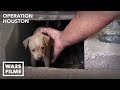 Houston Dog Rescuers Save Homeless Puppies From Under House - Hope For Dogs