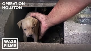 Houston Dog Rescuers Save Homeless Puppies From Under House  Hope For Dogs