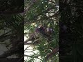 Bonsai Yew tree & American Robin family ‘May 2020’