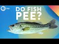 Do Fish Pee?