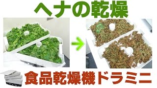 [植物の乾燥]食品乾燥機でヘナの乾燥(ドラミニ)