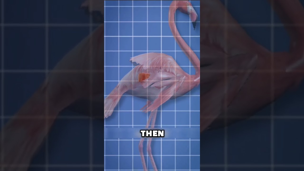 Do you know that the color of flamingo is grey?😟👌But later its color becomes pink