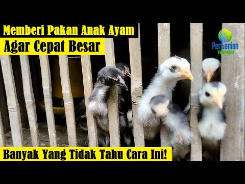 Video: Anak ayam: bagaimana rupanya dan cara memberinya makan?