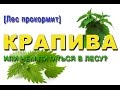 [Лес прокормит] Крапива (Или чем можно питаться в лесу?)