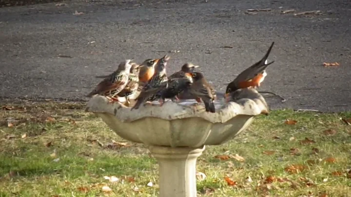 Nancy's Bird Bath