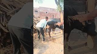 artificial insemination bufffow me