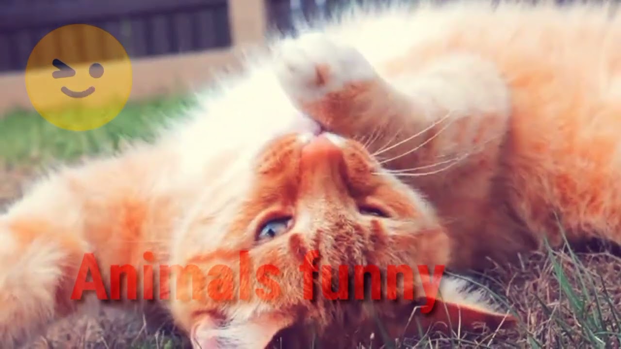 Cat sounds angry or cat sounds angry fighting & animals funny cat