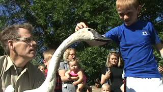 Swan Release Program Supports Restoration Efforts