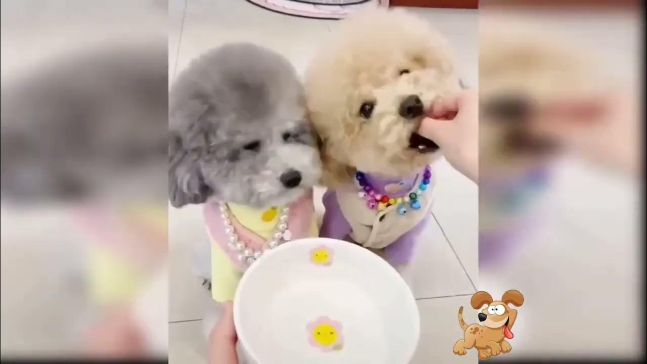 Радостный питбуль. I do dog. No idea фильм. Собачий поцелуй. I do dog.