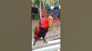 suara gacor nuri kepala hitam#shorts