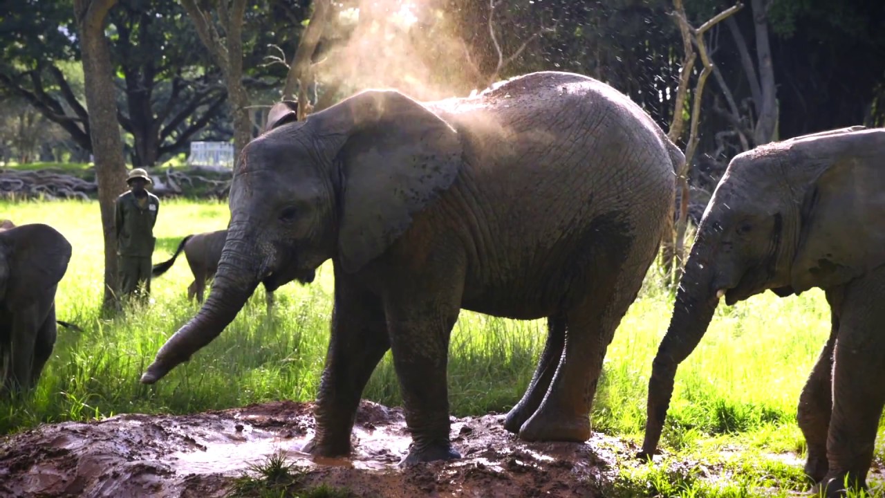 Zimbabwe Elephant Nursery YouTube