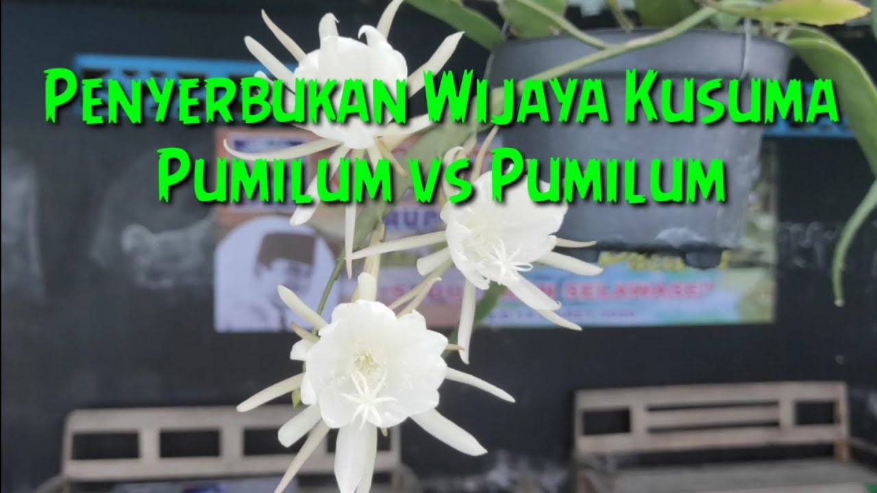 Cara Penyerbukan Bunga Wijaya Kusuma / Epiphyllum 
