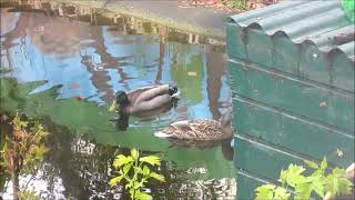 Wildenten-Paar (Stockenten) Besuch im Gartenteich.