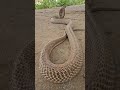 #kingcobra#दुनिया का सबसे ख़तरनाक बड़ा रहस्यमई सांप किंग कोबरा#