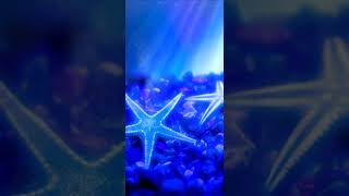 Starfish live wallpaper | starfish underwater screenshot 2