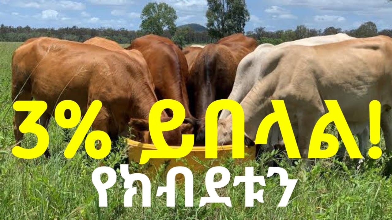 የሚደልቡ በሬዎች በየቀኑ የሰውነታቸውን ክብደት 3% ያክል መኖ ይበላሉ! ይህ በጣም ጠቃሚ ዕውቀት ነው! Daily Feed Intake_Fattening Bulls