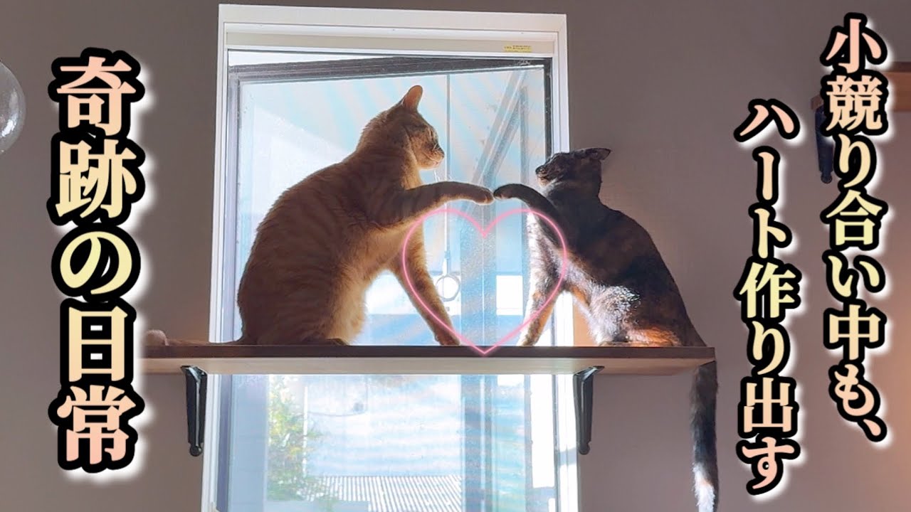 何気ないにも程がある…3にゃんずの“自由すぎる”幸せな日常。— The