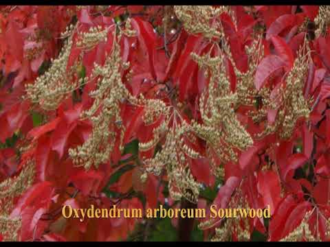 Video: Oxydendrum