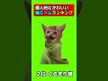 かわいい!猫ミームで個人的にかわいいと思うランキング!