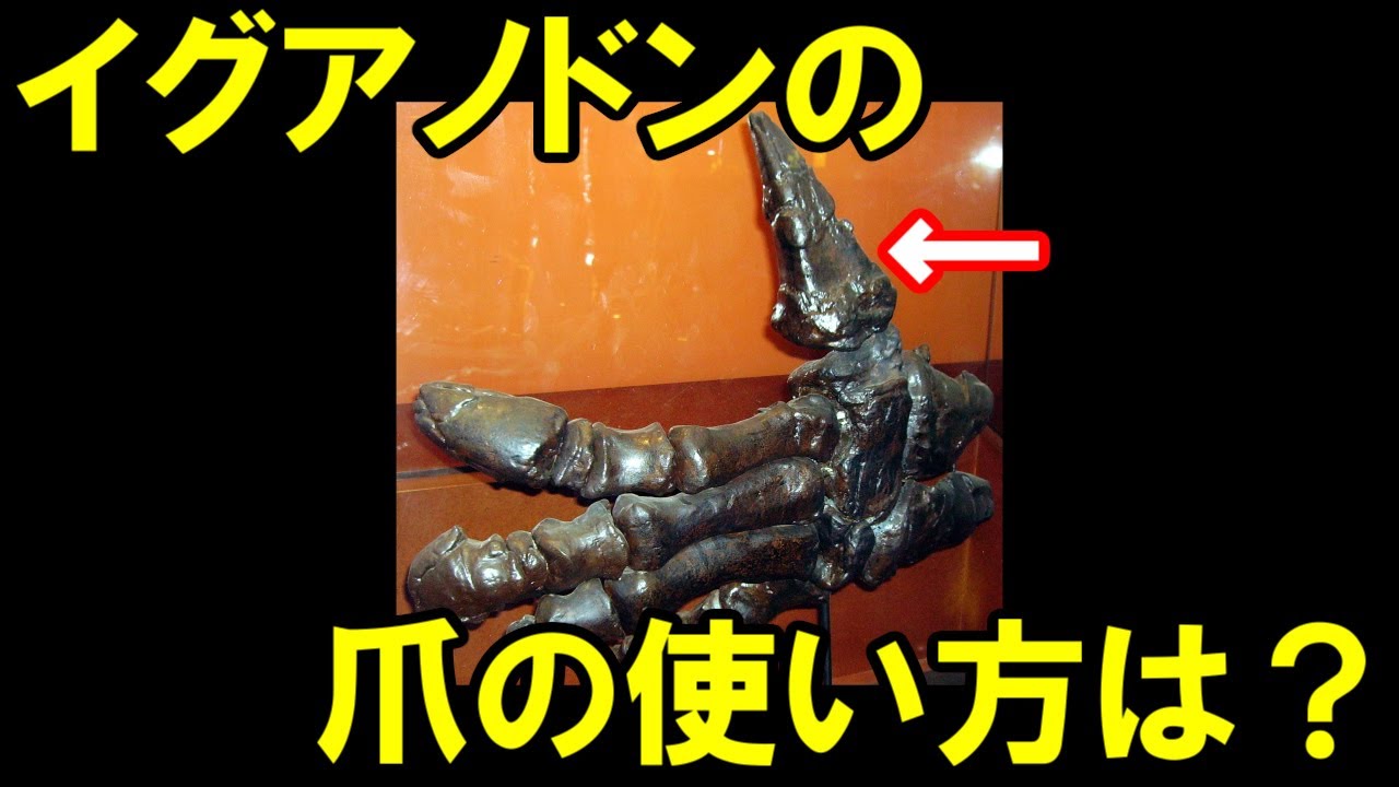 【ゆっくり解説】イグアノドン後編【ゆっくり恐竜解説傑作選】