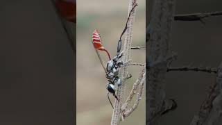 Wasp behaviour in morning #wasp #insect #behaviour #study #shorts #nature #thardesert