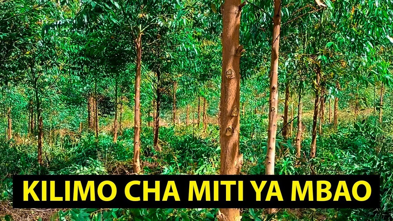 Wakulima Wa Miti Ya Mbao Walia na Serikali, 