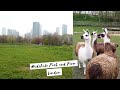 Mudchute Park &amp; Farm | LONDON és Európa legnagyobb városi állatfarmja 🦙 | Séta a Temze alatt