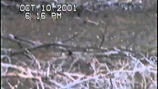 Playful Fawn.avi