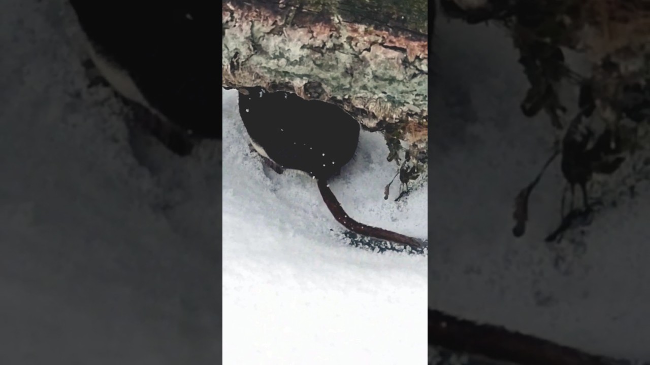 Что за ЗВЕРЬ напугавший РЫБАКА?! 🤣 