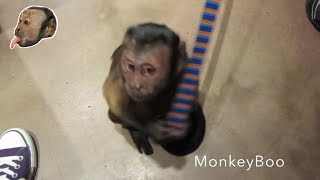Monkey Gets A Shot