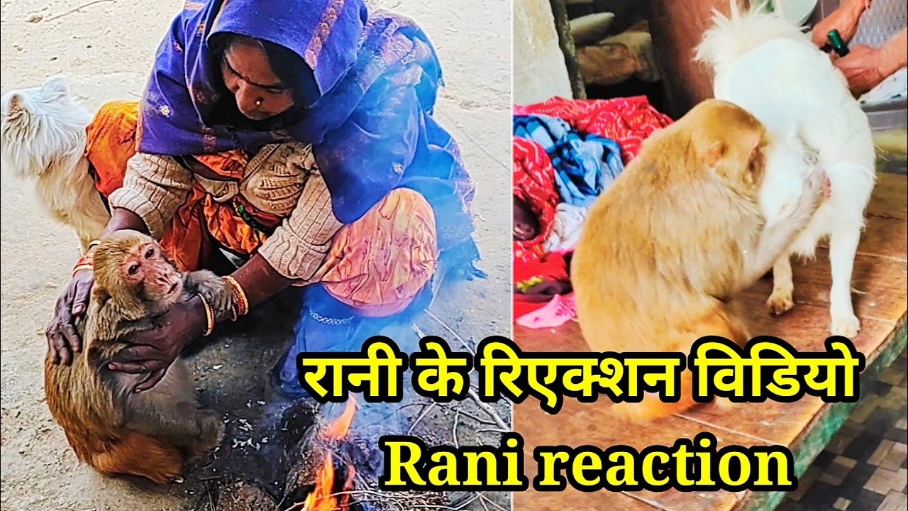 मंकी रानी और मम्मी की रिएक्शन विडियो।। Monkey Rani With mummy reaction ।। रानी कैसे बोलतीं है।।