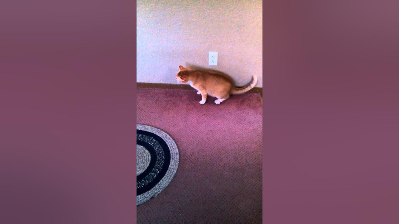 Cat sneezes "snot rockets" YouTube