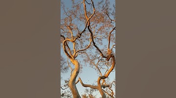 stirring corvid caws at the bewitching hour, among the Chinese elm trees of Culver City,CA