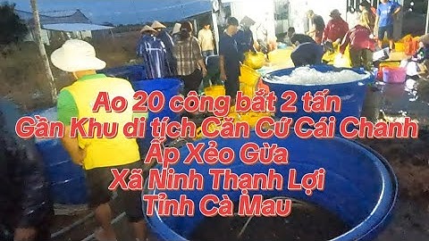 Ao 20 công bắt 2 tấn tôm càng gần khu di tích căn cứ Cái Chanh Ấp Xẻo Gừa - Ninh Thạnh Lợi - Cà Mau