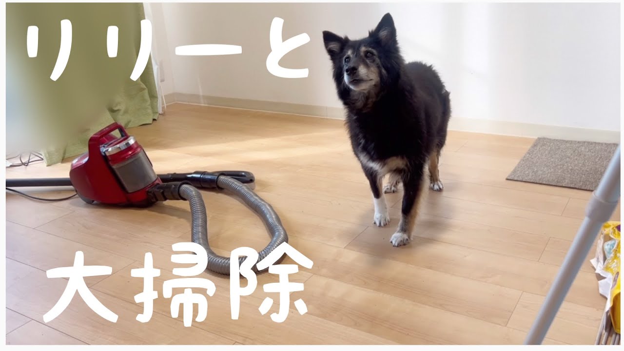 リリーと年末大掃除｜元野良犬と迎える年の瀬
