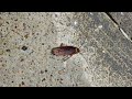 Pest Control Near Me: Exterminator Services & Rodent Control | Cypress, Katy, Houston