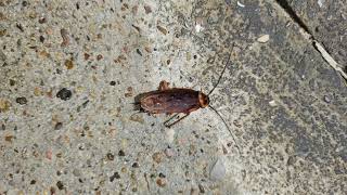 Pest Control Near Me: Exterminator Services & Rodent Control | Cypress, Katy, Houston