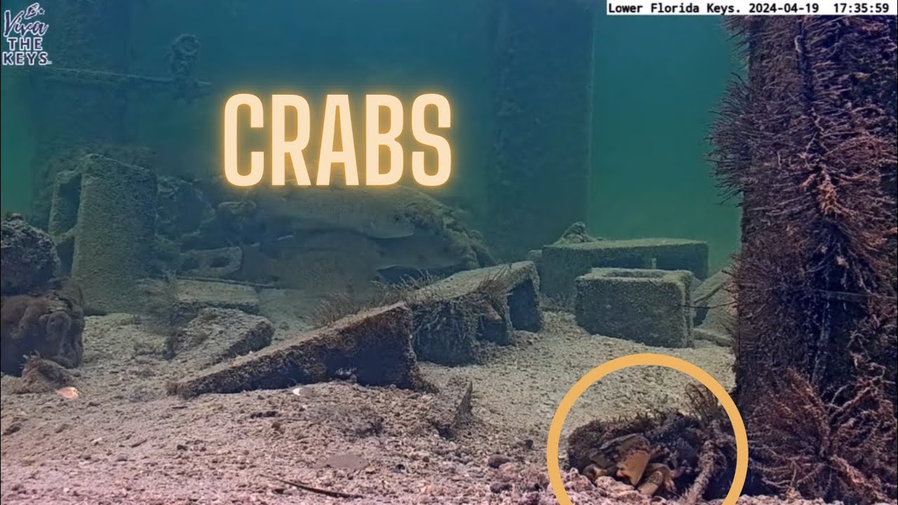 Florida Keys Crabs on 