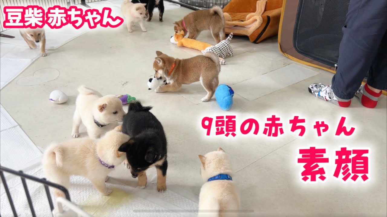 【豆柴犬】激かわ9匹の朝の様子をそのままお届けします！【子犬と癒し】まめしば亭ブログvlog