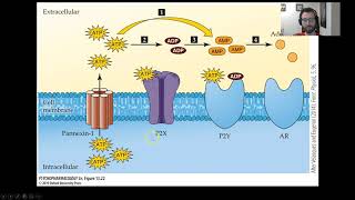 PSY305: Caffeine: Mechanisms of Action